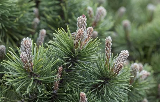 Pinus mugo 'March' 