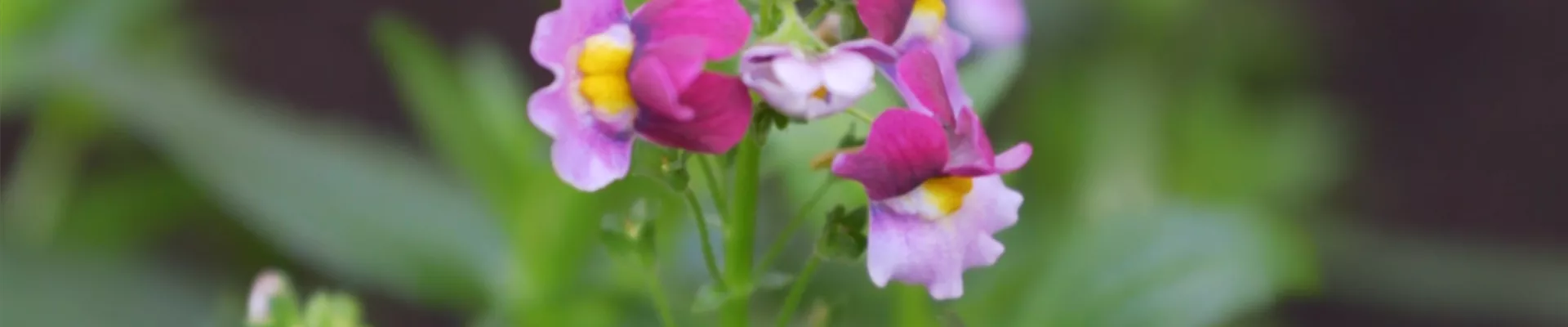 Elfenspiegel - Einpflanzen im Garten (thumbnail)