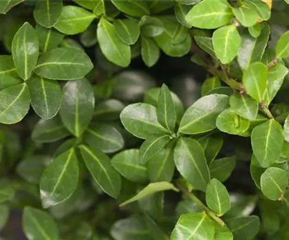 Ilex crenata  Ilex crenata