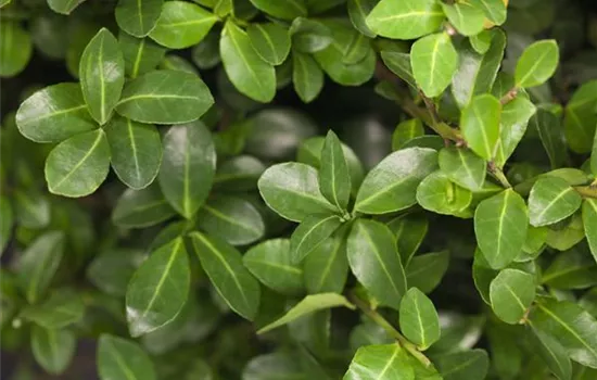 Ilex crenata  Ilex crenata