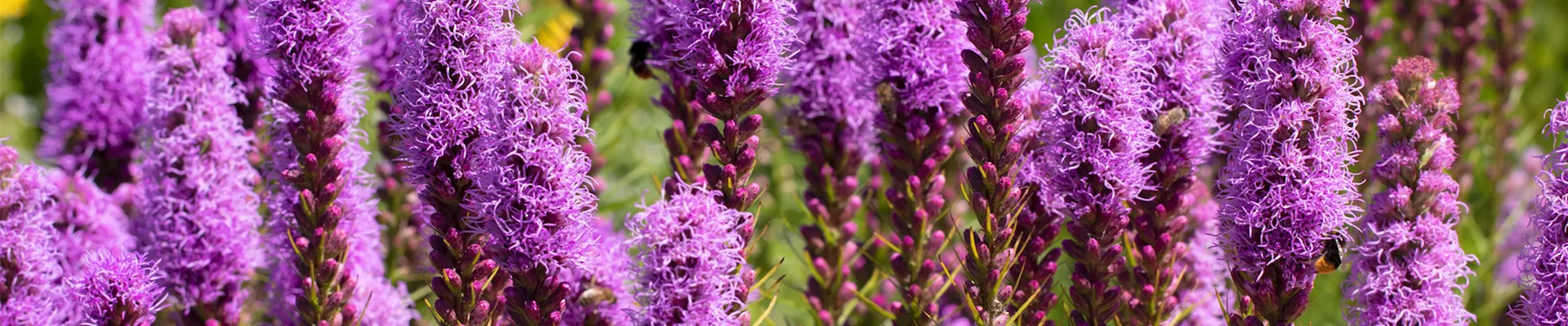 Prachtscharte - Einpflanzen im Garten (thumbnail) Prachtscharte - Einpflanzen im Garten (thumbnail)