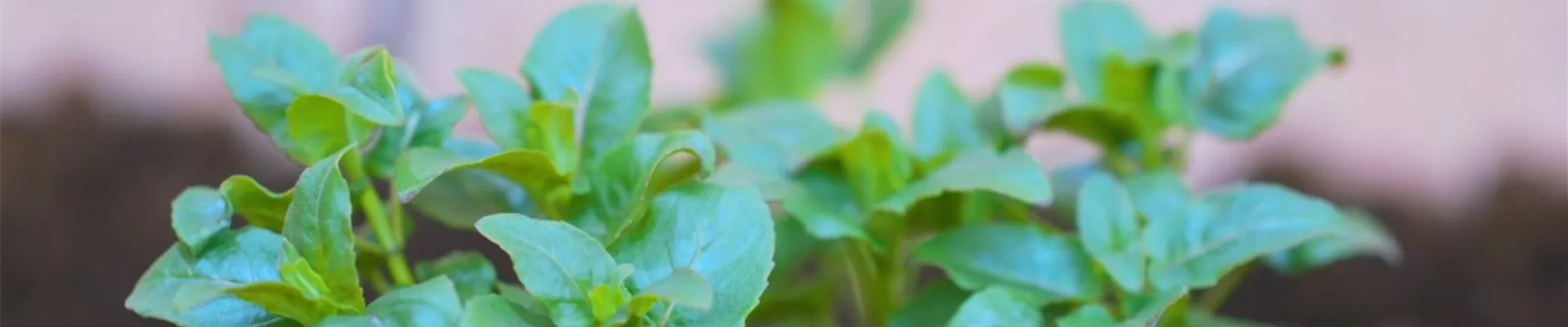 Indianernessel - Einpflanzen im Garten (Thumbnail) Indianernessel - Einpflanzen im Garten (Thumbnail)