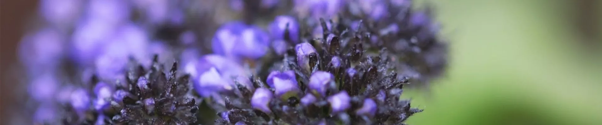 Vanilleblume - Einpflanzen im Garten (thumbnail) Vanilleblume - Einpflanzen im Garten (thumbnail)