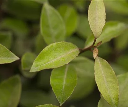 Elaeagnus ebbingei 
