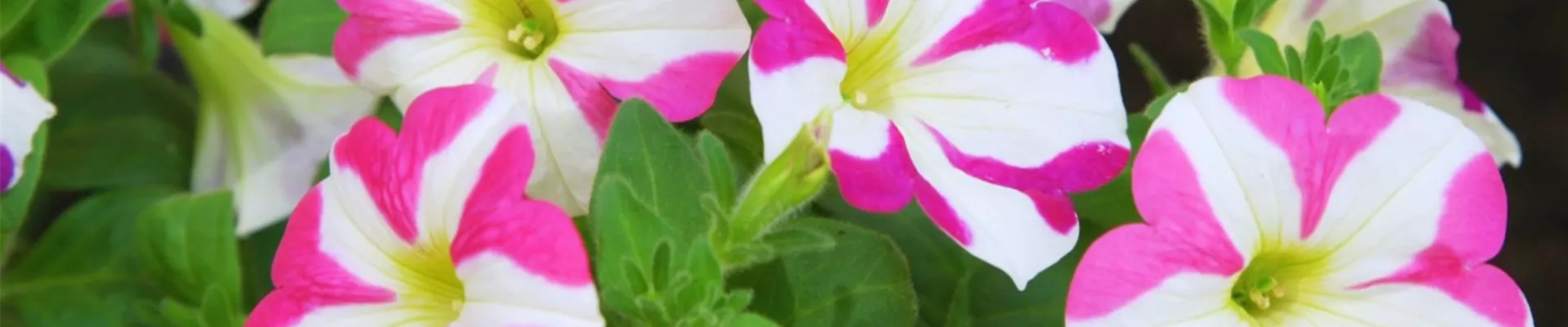 Petunie - Einpflanzen im Garten (thumbnail)