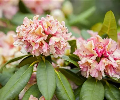 Rhododendron Hybride 'Brasilia'  Rhododendron Hybride 'Brasilia'