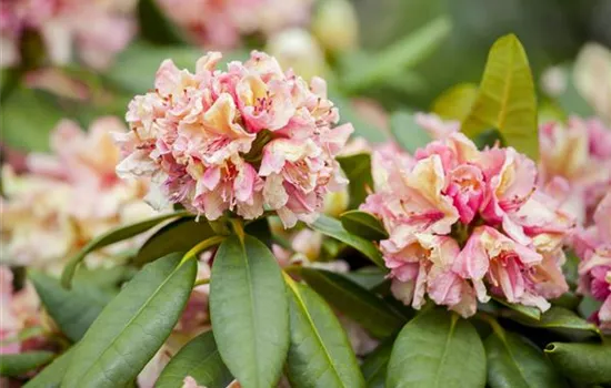 Rhododendron Hybride 'Brasilia'  Rhododendron Hybride 'Brasilia'