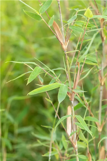 Fargesia nitida 'Winter Joy'