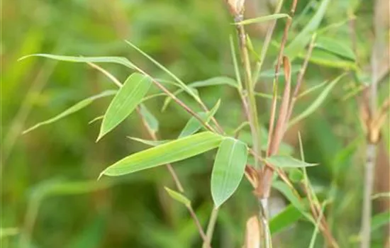 Fargesia nitida 'Winter Joy'  Fargesia nitida 'Winter Joy'