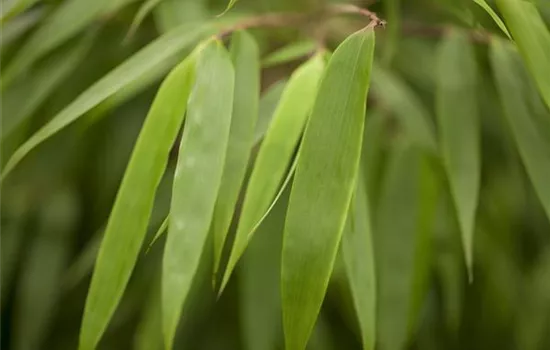 Fargesia rufa  Fargesia rufa