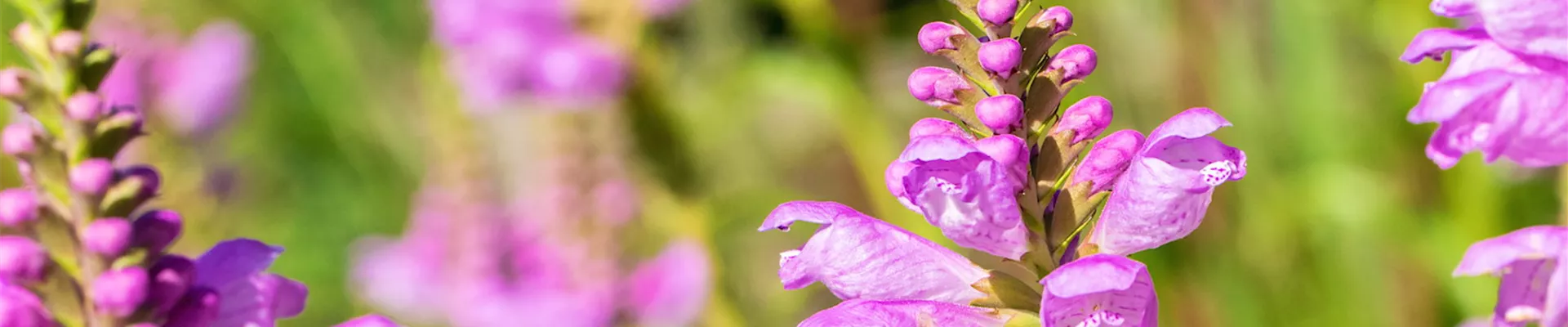 Gelenkblume - Einpflanzen im Garten (thumbnail)
