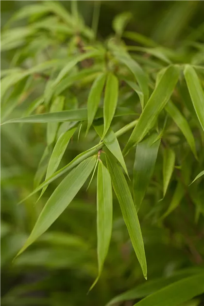 Fargesia rufa