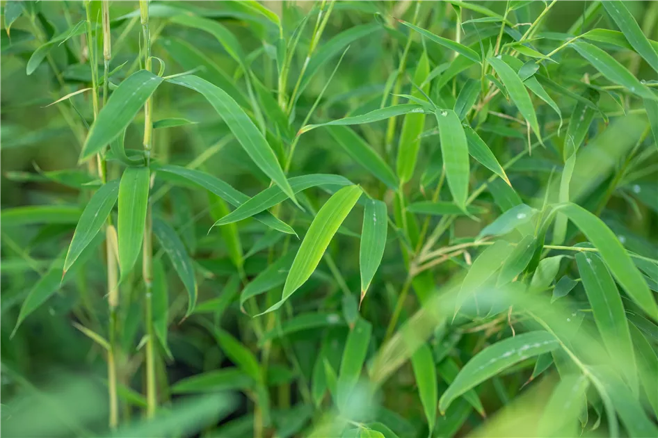 Fargesia rufa