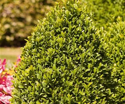 Buxus sempervirens var. arborescens  Buxus sempervirens var. arborescens