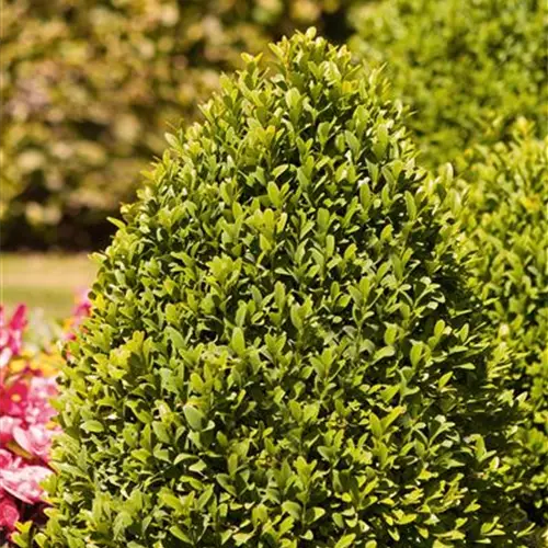 Buxus sempervirens var. arborescens 
