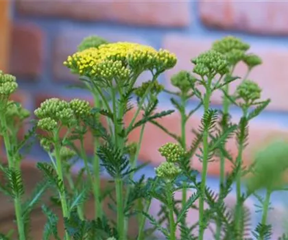 Schafgarbe - Einpflanzen im Garten (gelb) Schafgarbe - Einpflanzen im Garten (gelb)