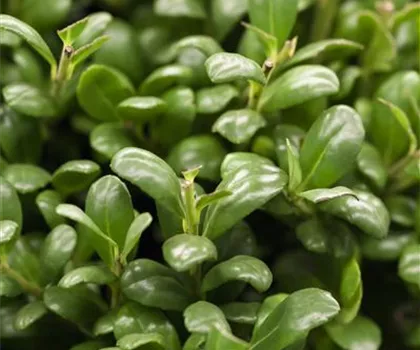 Ilex crenata 'Convexa' 