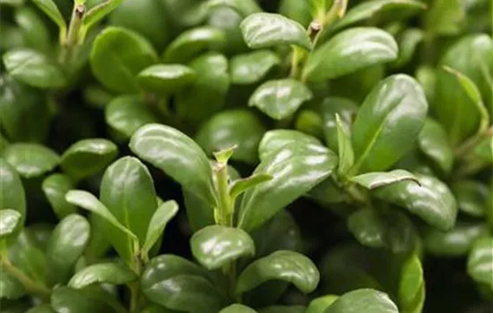 Ilex crenata 'Convexa'  Ilex crenata 'Convexa'