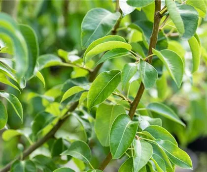Pyrus communis 'Harrow Delight'