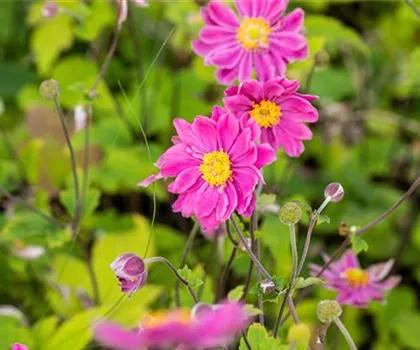 Anemone japonica 'Prinz Heinrich' 