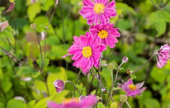 Anemone japonica 'Prinz Heinrich'  Anemone japonica 'Prinz Heinrich'