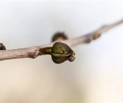 Asimina triloba Asimina triloba