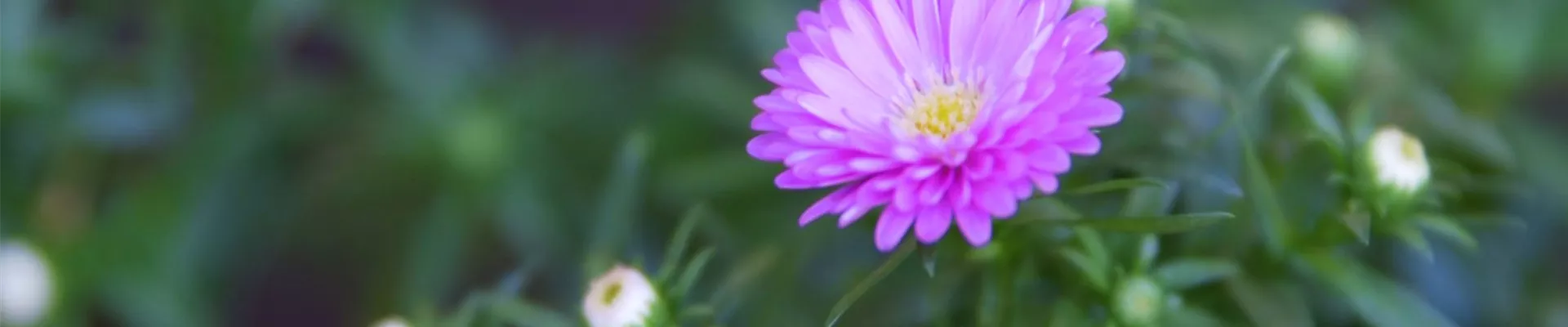 Glattblatt-Astern- Einpflanzen im Garten (thumbnail) Glattblatt-Astern- Einpflanzen im Garten (thumbnail)