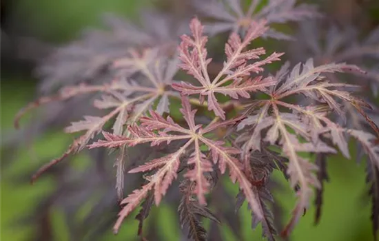 Acer palmatum 'Tamukeyama' 