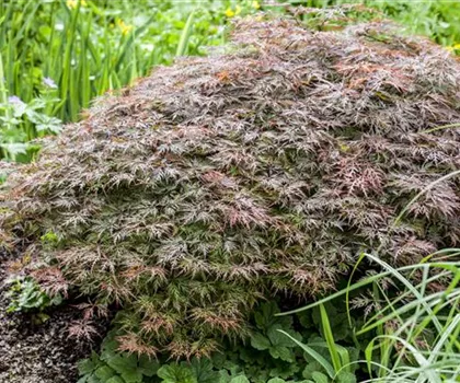 Acer palmatum 'Dissectum Garnet'  Acer palmatum 'Dissectum Garnet'