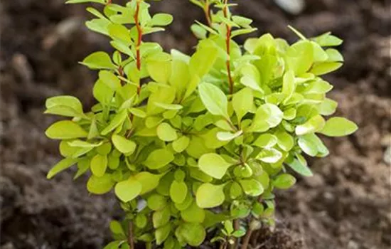 Berberis thunbergii 'Maria' 