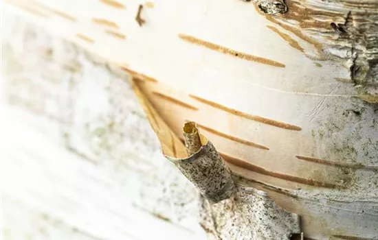 Betula papyrifera  Betula papyrifera