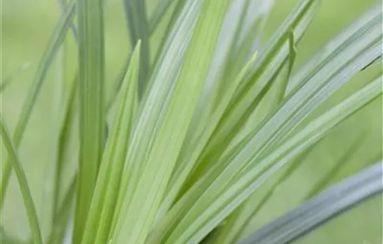 Carex foliosissima 'Irish Green'  Carex foliosissima 'Irish Green'