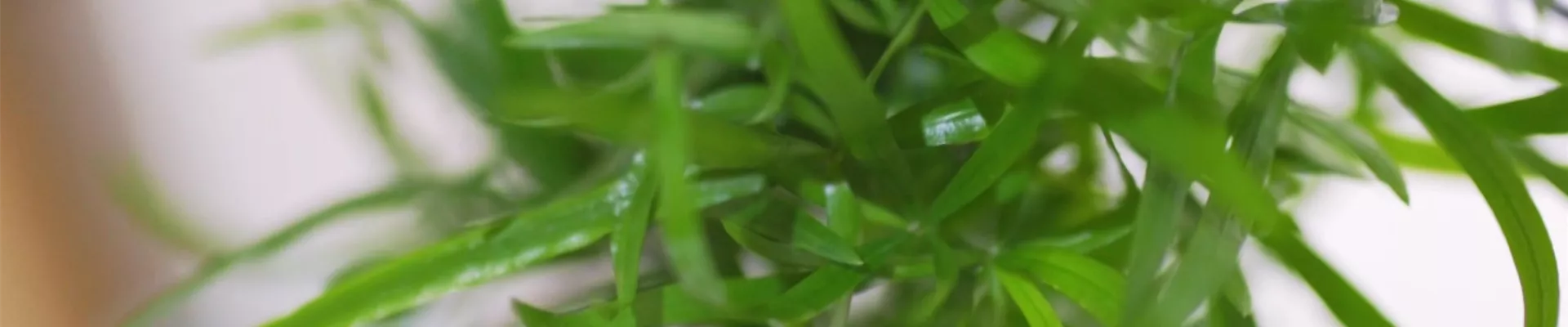 Zierspargel - Umtopfen (thumbnail) Zierspargel - Umtopfen (thumbnail)