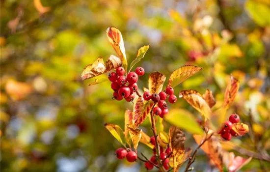 Crataegus prunifolia  Crataegus prunifolia