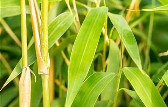 Fargesia 'Ivory Ibis' 