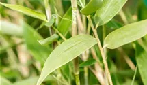 Fargesia murieliae 'Blue Lizard'