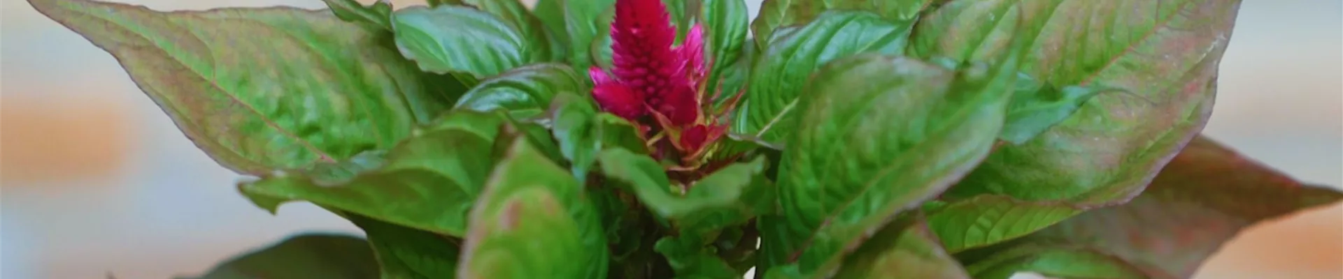 Silberbrandschopf - Einpflanzen in ein Gefäß (Thumbnail)