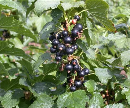 Ribes nigrum 'Silvergieters Schwarze'  Ribes nigrum 'Silvergieters Schwarze'