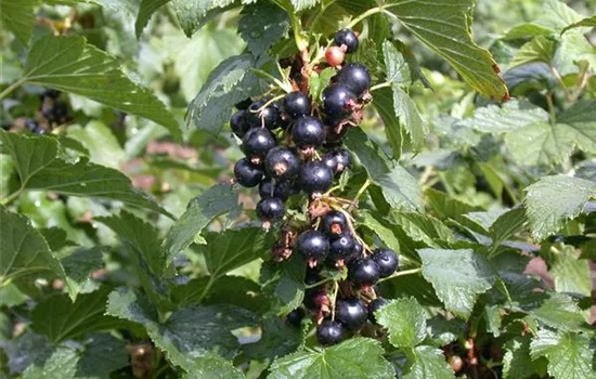 Ribes nigrum 'Silvergieters Schwarze'  Ribes nigrum 'Silvergieters Schwarze'