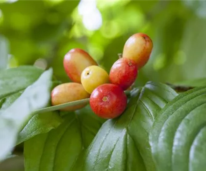 Cornus mas 'Kasanlaker' 