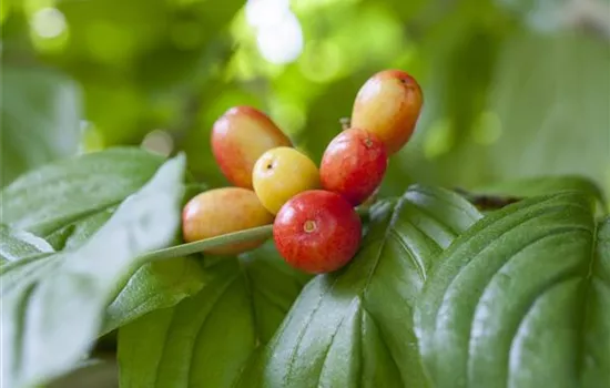 Cornus mas 'Kasanlaker'  Cornus mas 'Kasanlaker'