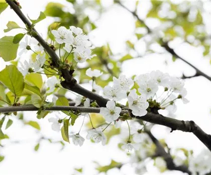 Prunus avium 'Büttners Rote Knorpelkirsche'  Prunus avium 'Büttners Rote Knorpelkirsche'