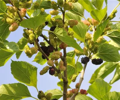 Morus nigra  Morus nigra