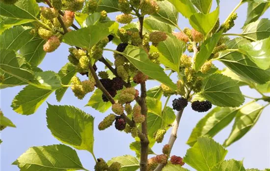 Morus nigra  Morus nigra