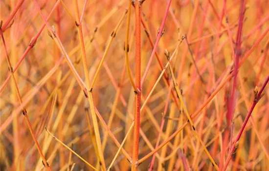 Cornus sanguinea 'Midwinter Fire'  Cornus sanguinea 'Midwinter Fire'