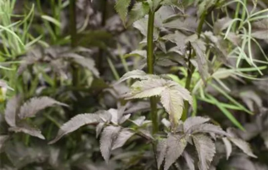 Sambucus nigra 'Black Tower' 