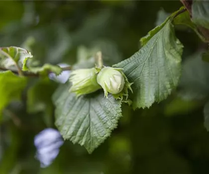 Corylus avellana 'Webbs Preisnuss' 