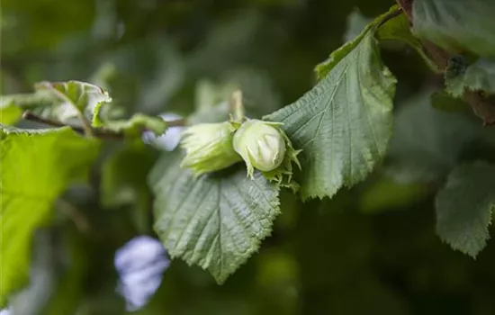 Corylus avellana 'Webbs Preisnuss'  Corylus avellana 'Webbs Preisnuss'