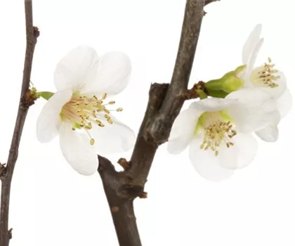 Chaenomeles x superba 'Jet Trail' 