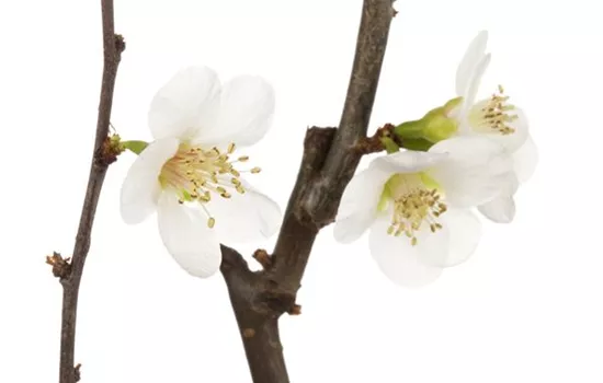 Chaenomeles x superba 'Jet Trail' 